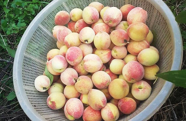 Khách vào trải nghiệm không mất phí, mà chỉ phải trả tiền số đào hái được, giá 50.000 - 60.000 đồng/kg. Theo kinh nghiệm của chủ khách sạn con nhộng Sa Pa, đào hái tại vườn yên tâm về chất lượng, còn đào bán tại chợ cần có kinh nghiệm chọn nếu không dễ mua phải đào Trung Quốc.