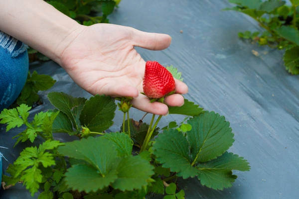 Giá dâu hái tại vườn khoảng 150.000 đồng/kg.