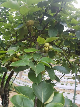 Ngoài ra, lê ở Sa Pa cũng rất nổi tiếng, tuy nhiên đến tháng 7 mới bước vào mùa thu hoạch.