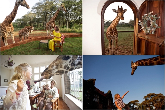 Cho dù giá phòng đắt đỏ, hay quãng đường di chuyển từ trung tâm thành phố đến Giraffe Manor không mấy thuận lợi nhưng những gì bạn nhận được là xứng đáng bởi Rothschild cũng không giống như những chú hươu cao cổ bạn thường gặp trong sở thú hay công viên. Đây là một trong 4 loài hươu cao cổ sắp bị tuyệt chủng, chỉ còn sót lại một ít sống ở Kenya. Chính vì vậy ngoài chức năng nghỉ dưỡng, khách sạn tạo điều kiện cho người yêu thiên nhiên có những trải nghiệm khó quên với loài động vật này mà bạn không thể trải qua ở bất kỳ nơi nào khác trên thế giới.