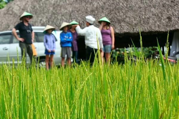 Du lịch Sài Gòn - Trang trại có cả cánh đồng lúa để du khách tham quan