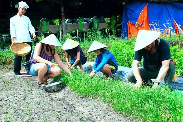 du lịch Sài Gòn - Trồng trọt và thu hoạch những loại rau, củ truyền thống của Việt Nam