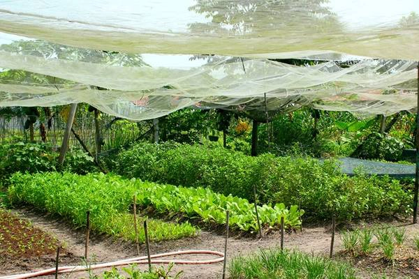 Du lịch Sài Gòn - Trang trại rau sạch này hình thành được 2 năm