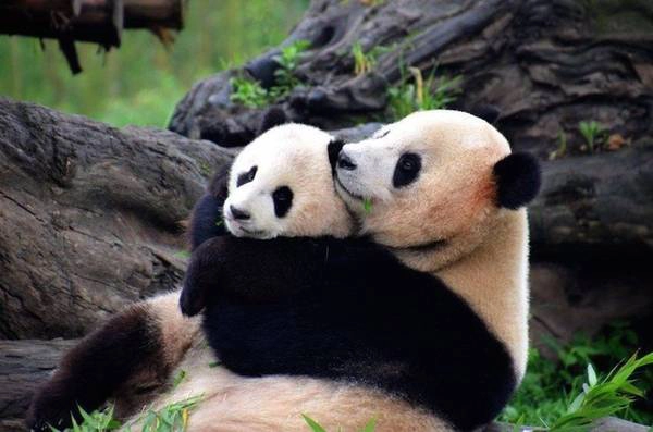 “Chúng luôn có vẻ háo hức chờ đợi bữa sáng, vốn là những thanh tre được người trông coi mang tới. Khi đến đây, tôi hầu như không thể rời mắt đi nơi khác bởi chúng thực sự quá đáng yêu. Hành động của chúng luôn khiến tôi phải bật cười”, Matt nói. “Chúng luôn có vẻ háo hức chờ đợi bữa sáng, vốn là những thanh tre được người trông coi mang tới. Khi đến đây, tôi hầu như không thể rời mắt đi nơi khác bởi chúng thực sự quá đáng yêu. Hành động của chúng luôn khiến tôi phải bật cười”, Matt nói.