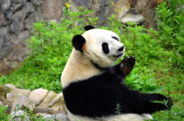 Buổi sáng là thời gian thích hợp nhất trong ngày nếu du khách muốn chơi với gấu trúc. “Trông chúng luôn tràn đầy năng lượng và tinh nghịch, không giống như trong tưởng tượng của tôi là gấu trúc chỉ thích ngủ cả ngày”, Matt nhận xét. Buổi sáng là thời gian thích hợp nhất trong ngày nếu du khách muốn chơi với gấu trúc. “Trông chúng luôn tràn đầy năng lượng và tinh nghịch, không giống như trong tưởng tượng của tôi là gấu trúc chỉ thích ngủ cả ngày”, Matt nhận xét.