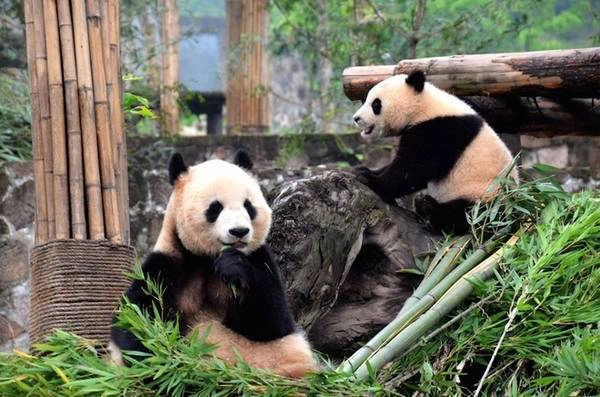 Anh cũng cho biết thêm: “Trước khi tới Trung Quốc, tôi luôn lo lắng về tình trạng của các khu bảo tồn vốn nhiều tai tiếng. Nhưng tôi rất bất ngờ vì ở Park Ark, nhân viên thể hiện sự trách nhiệm với công việc của mình, cơ sở vật chất mang đẳng cấp thế giới. Gấu trúc dường như rất thoải mái và hạnh phúc khi sống giữa môi trường thiên nhiên như vậy”. Anh cũng cho biết thêm: “Trước khi tới Trung Quốc, tôi luôn lo lắng về tình trạng của các khu bảo tồn vốn nhiều tai tiếng. Nhưng tôi rất bất ngờ vì ở Park Ark, nhân viên thể hiện sự trách nhiệm với công việc của mình, cơ sở vật chất mang đẳng cấp thế giới. Gấu trúc dường như rất thoải mái và hạnh phúc khi sống giữa môi trường thiên nhiên như vậy”.