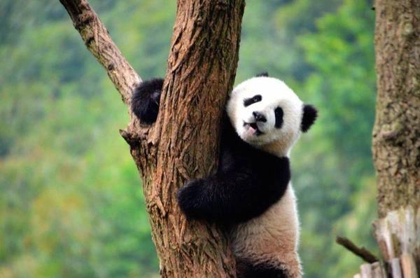 “Park Ark không chỉ đem đến cho du khách những trải nghiệm quý báu mà số tiền thu được từ hoạt động này sẽ dùng để gây quỹ cho các hoạt động cứu hộ và bảo tồn gấu trúc trong tương lai. Đây là mô hình du lịch sinh thái thực sự có ý nghĩa khiến tôi cảm thấy rất tự hào”, Matt chia sẻ. “Park Ark không chỉ đem đến cho du khách những trải nghiệm quý báu mà số tiền thu được từ hoạt động này sẽ dùng để gây quỹ cho các hoạt động cứu hộ và bảo tồn gấu trúc trong tương lai. Đây là mô hình du lịch sinh thái thực sự có ý nghĩa khiến tôi cảm thấy rất tự hào”, Matt chia sẻ.