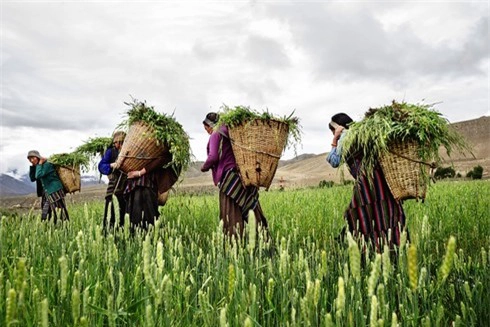 Những người phụ nữ ở Mustang đeo gùi chứa đầy cỏ làm thức ăn cho gia súc