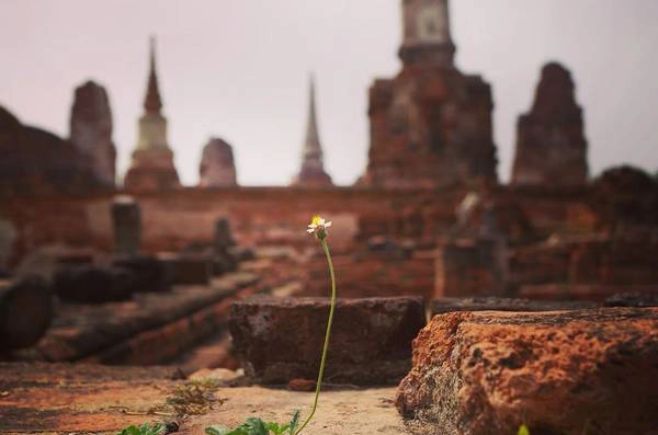 Những di sản của Ayutthaya nằm rải rác trên một diện tích rộng, nên không được quản lý thành khu vực mà được bảo quản theo từng di tích. Ảnh: siana_zebuline/instagram Những di sản của Ayutthaya nằm rải rác trên một diện tích rộng, nên không được quản lý thành khu vực mà được bảo quản theo từng di tích. Ảnh: siana_zebuline/instagram