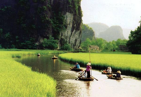 Tam Cốc mùa lúa chín.