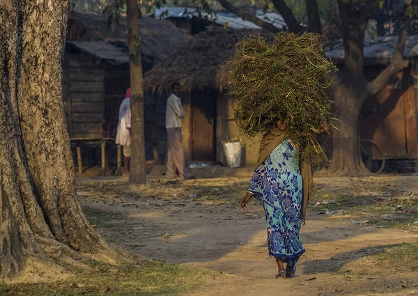 Một ngôi làng ở bang Bihar. Ảnh: Tim Bird
