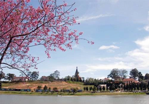 Mai anh đào Đà Lạt, biểu tượng mùa xuân của phố núi ngàn hoa. Mai anh đào Đà Lạt, biểu tượng mùa xuân của phố núi ngàn hoa.