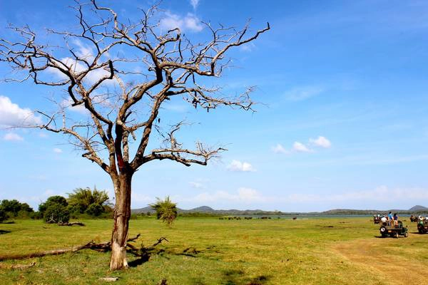 Vẻ đẹp bình yên của Dambulla