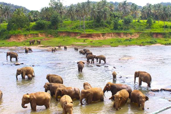 Voi trong khu bảo tồn Safari