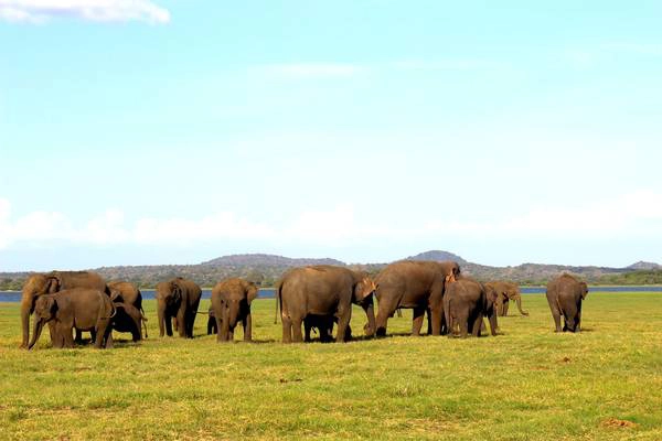 Voi trong khu bảo tồn Safari