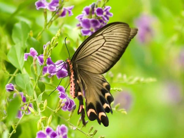Những loài bướm nhiều màu sắc tại Vườn Bướm - Butterfly Garden. Những loài bướm nhiều màu sắc tại Vườn Bướm - Butterfly Garden.