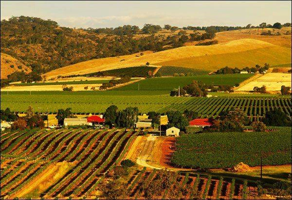 Vẻ đẹp như mơ của thung lũng rượu vang Barossa Vẻ đẹp như mơ của thung lũng rượu vang Barossa