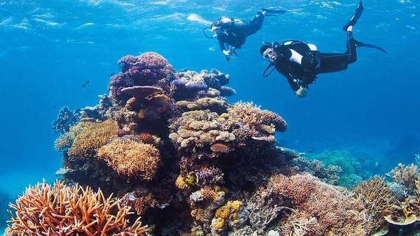 Quần thể san hô lớn nhất thế giới Great Barrier Reef Quần thể san hô lớn nhất thế giới Great Barrier Reef