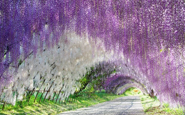 Ảnh: pcwallart.com Ảnh: pcwallart.com