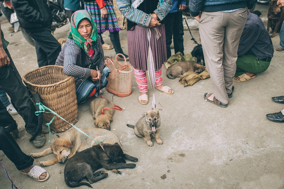 Chợ khuyển là một trong những địa điểm tấp nập nhất chợ phiên Bắc Hà. Những chú chó miền núi nhiều màu sắc, tinh nghịch nằm chờ chủ mới đón.