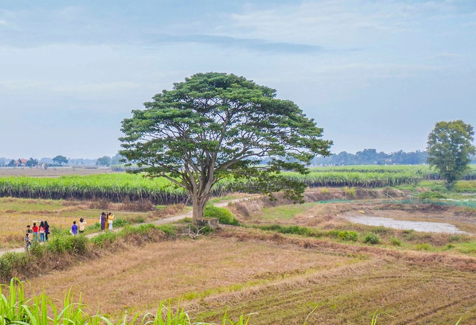 Cánh đồng mía ở làng Hà Cảng (xã Quảng Phú, huyện Quảng Điền) là bối cảnh cho nơi Ngạn thường mang đàn ra đánh, ngồi nói chuyện với Hà Lan. Điểm nhấn là cây cô đơn, thực ra là một cây vông đồng cổ thụ. Tới xóm Chùa, bạn chỉ cần hỏi người dân về gốc cây quay phim "Mắt Biếc" để được chỉ dẫn.