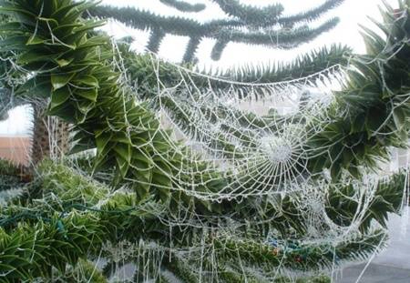 Cây thông Noel trang trí bằng mạng nhện giả của người dân Ucraine Cây thông Noel trang trí bằng mạng nhện giả của người dân Ucraine