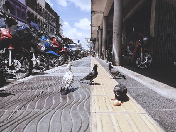 Đàn chim bồ câu trên vỉa hè đường Thalang. Ảnh: Mai Hương Đàn chim bồ câu trên vỉa hè đường Thalang. Ảnh: Mai Hương