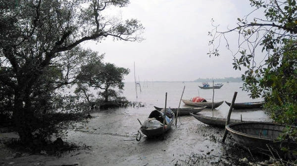 Tàu thuyền neo đậu núp dưới những tán rừng ngập mặn - Ảnh: LÊ TRUNG