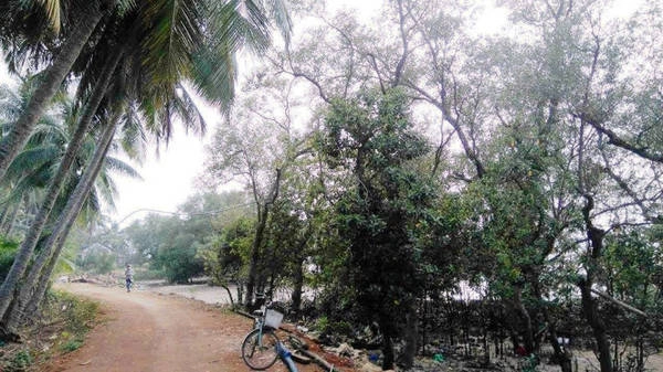 Khu rừng ngập mặn nguyên sinh thôn Đông Xuân là lá chắn bảo vệ nhà cửa, làng xóm - Ảnh: LÊ TRUNG