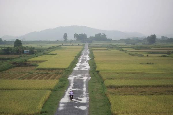 Thành nhà Hồ mùa lúa chín. Thành nhà Hồ mùa lúa chín.