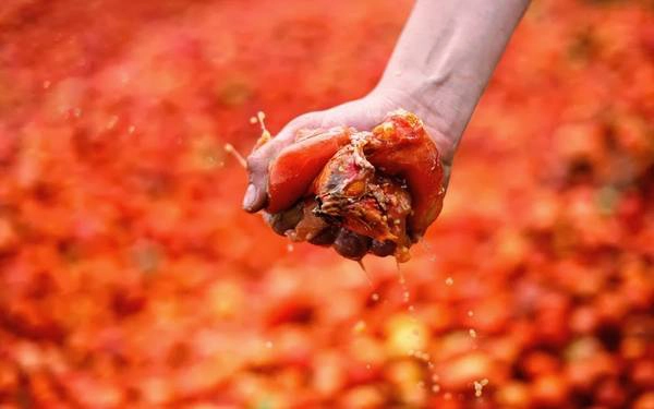 Lễ hội được coi là “trận chiến đồ ăn lớn nhất thế giới” Lễ hội được coi là “trận chiến đồ ăn lớn nhất thế giới”