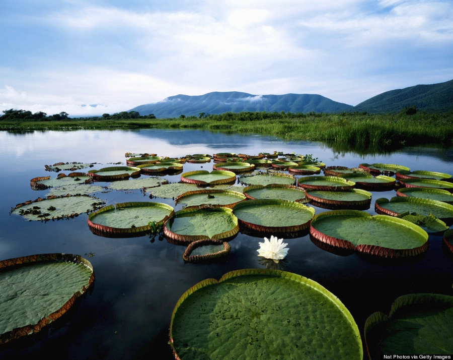 Trải dài hơn 210.000 km2 về phía miền trung Brazil, đông Bolivia và đông bắc Paraguay, Pantanal tự hào là vùng đất ngập nước lớn nhất hành tinh với đa dạng sinh học. Đây là nơi duy nhất trên trái đất du khách có cơ hội nhìn trực tiếp loài báo đốm quý hiếm. Khách du lịch sẽ được thám hiểm Pantanal trên hành trình đi dọc những con suối xen giữa hai hàng cây, tận hưởng quang cảnh, cảm nhận âm thanh hoang dã và hít hà không khí nơi thiên đường nhiệt đới. Trải dài hơn 210.000 km2 về phía miền trung Brazil, đông Bolivia và đông bắc Paraguay, Pantanal tự hào là vùng đất ngập nước lớn nhất hành tinh với đa dạng sinh học. Đây là nơi duy nhất trên trái đất du khách có cơ hội nhìn trực tiếp loài báo đốm quý hiếm. Khách du lịch sẽ được thám hiểm Pantanal trên hành trình đi dọc những con suối xen giữa hai hàng cây, tận hưởng quang cảnh, cảm nhận âm thanh hoang dã và hít hà không khí nơi thiên đường nhiệt đới.