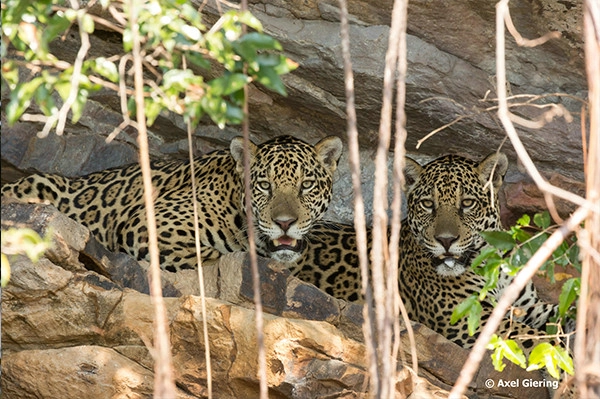 Pantanal là địa điểm khám phá hoàn hảo tại Nam Mỹ dành cho những ai yêu động vật bởi sẽ không có một nơi nào có được thế giới muôn loài hoang dã, phong phú hơn. Các loài động vật ở đây rất dễ quan sát trong môi trường sống mở, với đàn vẹt đuôi dài sặc sỡ, cá sấu nằm dài phơi nắng hay từng đàn chim bay rợp trời... Pantanal là địa điểm khám phá hoàn hảo tại Nam Mỹ dành cho những ai yêu động vật bởi sẽ không có một nơi nào có được thế giới muôn loài hoang dã, phong phú hơn. Các loài động vật ở đây rất dễ quan sát trong môi trường sống mở, với đàn vẹt đuôi dài sặc sỡ, cá sấu nằm dài phơi nắng hay từng đàn chim bay rợp trời...