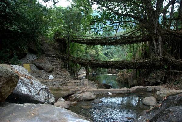 15. Người dân ở làng Meghalaya, Ấn Độ, tạo những cây cầu đặc biệt bắc qua sông suối bằng cách bện rễ cây đa dai quanh thân cau hoặc tre. Một số cây cầu ở đây có thể đã tồn tại hơn 500 năm. Ảnh: Vinayak Hegde 15. Người dân ở làng Meghalaya, Ấn Độ, tạo những cây cầu đặc biệt bắc qua sông suối bằng cách bện rễ cây đa dai quanh thân cau hoặc tre. Một số cây cầu ở đây có thể đã tồn tại hơn 500 năm. Ảnh: Vinayak Hegde