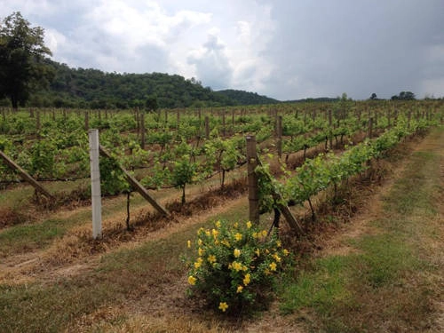 khao-yai-chon-yen-binh-giua-thien-duong-du-lich-ivivu-14
