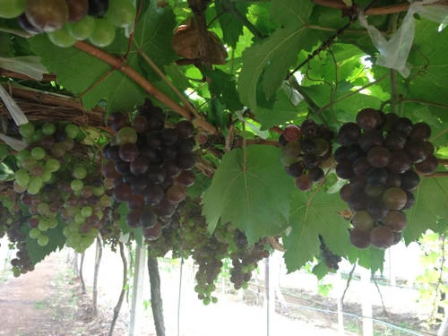 Những chùm nho lúc lỉu, chín mọng trên cành.