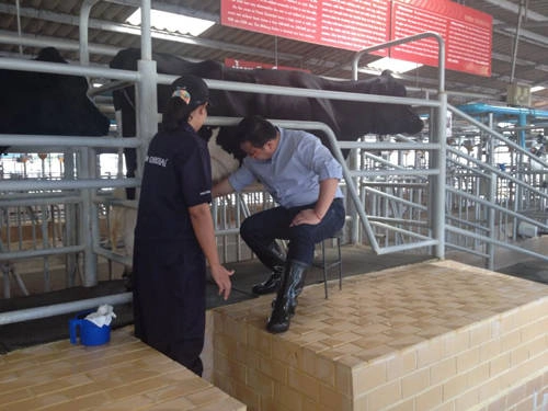 Du khách cũng có thể tham gia học cách vắt sữa bò trong trang trại.