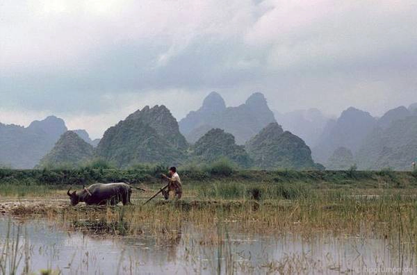 Cày bừa bằng trâu.