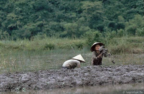 Đắp bờ ruộng.