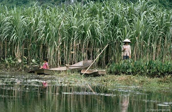 Một ruộng mía ven suối.