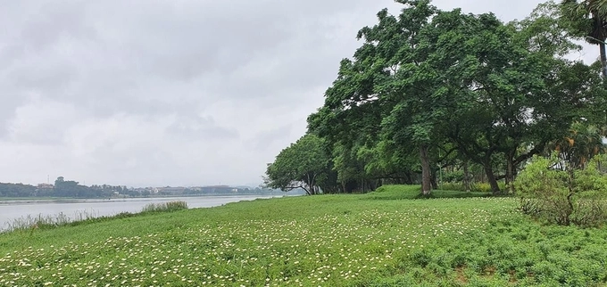 Thảm hoa tự nhiên trải dài khắp ven sông. Loạt ảnh Huế bình yên do Duy Hùng - chàng trai quê cố đô ghi lại - được nhiều người khen đẹp trên Facebook.