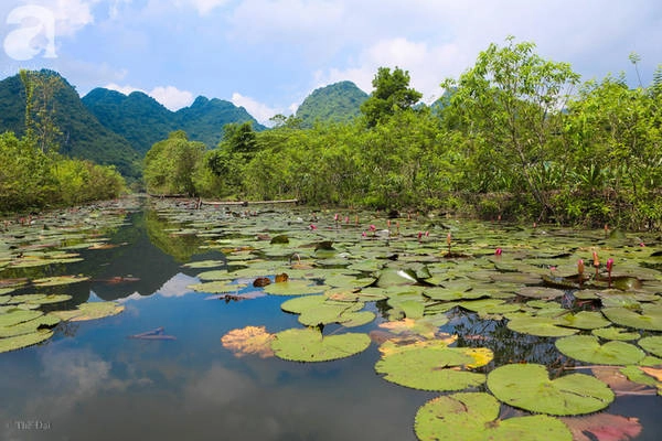 Những cây hoa súng trải dài suốt cả dòng suối Yến.