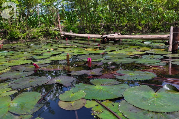 khong-can-di-dau-xa-ngay-o-ha-noi-cung-co-mot-chon-ngap-hoa-sung-canh-dep-nhu-phim-co-trang-ivivu-13