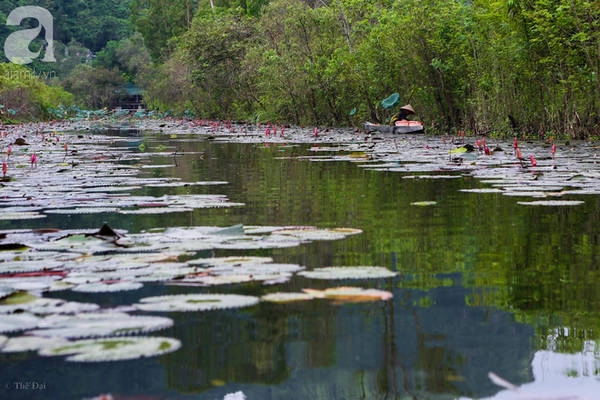 Những cây hoa súng trôi dài trên những nhánh nhỏ của dòng suối dài khoảng 4km tạo nên khung cảnh nên thơ.