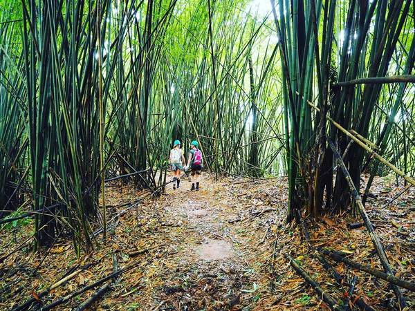 Và kinh nghiệm để khám phá hết vùng đất hoang dã này là tham gia chuyến phiêu lưu Gibbon Experience để khám phá vùng đất hoang dã cùng các loài động vật sinh sống nơi đó. Ảnh:@brendy_vana