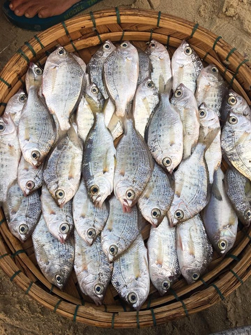 Cá mới đánh bắt về được xếp kín mẹt để khách dễ quan sát. Hàng nào cũng có thùng xốp cho khách mua lượng lớn.