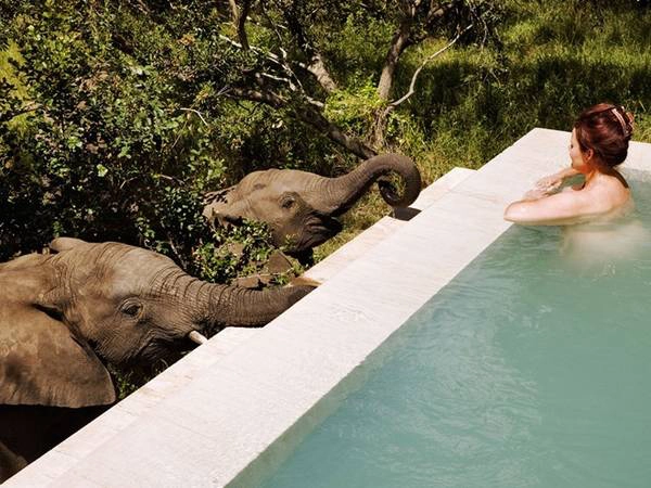 Royal Malewane Private Game Lodge, Nam Phi Royal Malewane Private Game Lodge, Nam Phi