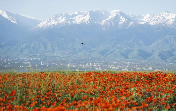 Cánh đồng hoa anh túc dưới chân núi Tian Shan, ngoại ô thành phố Almaty, Kazakhstan. Theo UNESCO, Almaty là một trong những thành phố cổ nhất vùng Trung Á. Hình thành từ 1.000 năm TCN, đến thời kỳ con đường tơ lụa, Almaty đã trở thành trung tâm thương mại, thủ công và nông nghiệp. Ảnh: Shamil Zhumatov/Reuters.