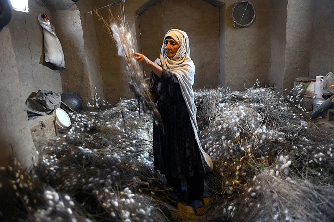 Một công nhân thu thập kén trên các cành dâu tằm ở huyện Zandajan, tỉnh Herat, Afghanistan. Trong số những điểm dừng chân trên con đường tơ lụa, vùng đất phía Tây Afghanistan là nơi có truyền thống hàng nghìn năm sản xuất tơ tằm để dệt thảm - loại hàng xuất khẩu nổi tiếng nhất của Afghanistan. Ước tính có đến 6 triệu người tham gia trực tiếp và gián tiếp vào các công việc liên quan đến những chiếc thảm, tuy con số đã giảm mạnh những năm trở lại đây. Ảnh: Aref Karimi/AFP.