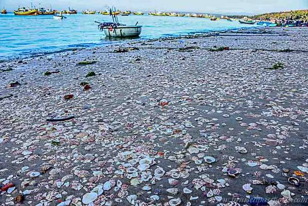 Các vỏ sò, vỏ ốc vùi dưới cát đã góp phần làm cho Mũi Né trở thành một bãi biển độc đáo. Các vỏ sò, vỏ ốc vùi dưới cát đã góp phần làm cho Mũi Né trở thành một bãi biển độc đáo.